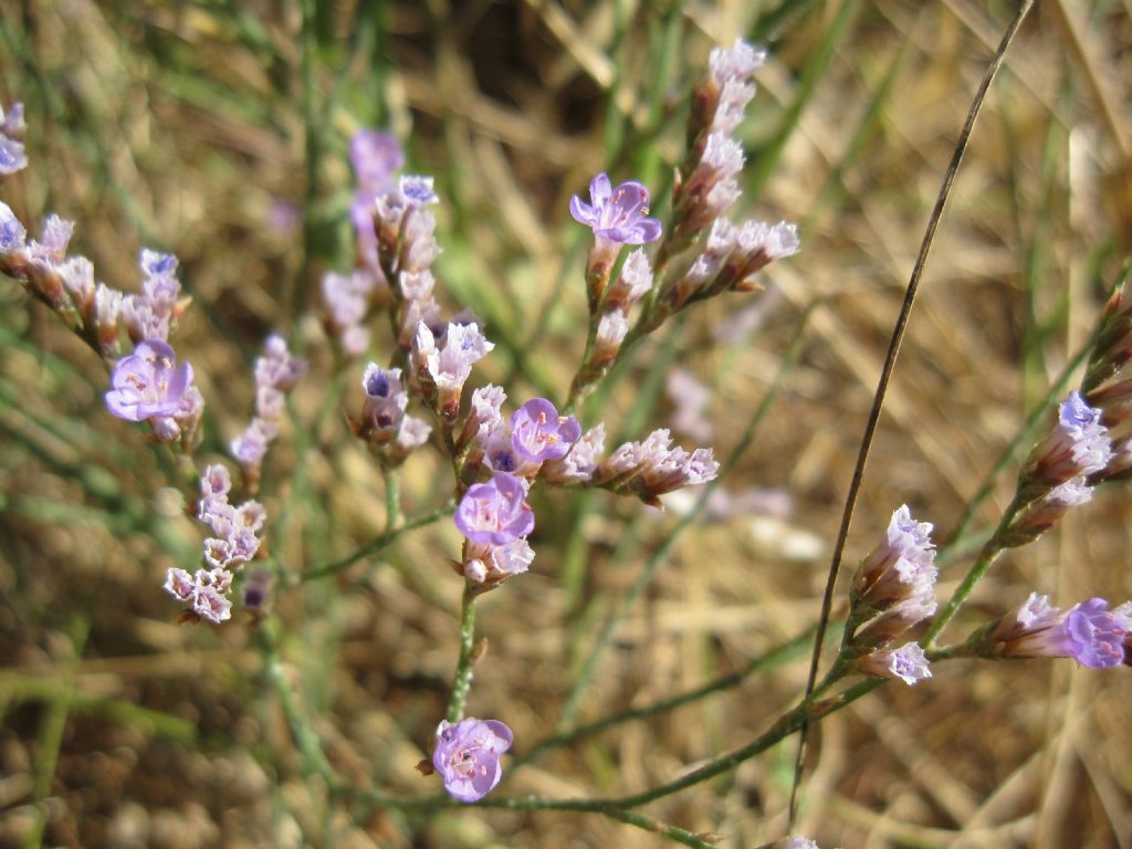 Che Limonium?